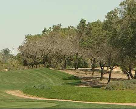 Trees 1 Video stock 12675213