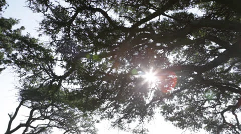 Trees 1 Stock Footage 26648887