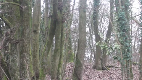 Trees 1 Stock Footage 263552364