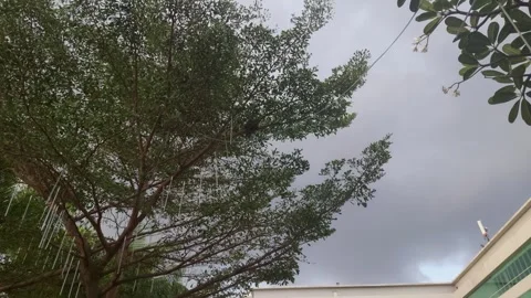 Trees (1) Stock Footage 276279598