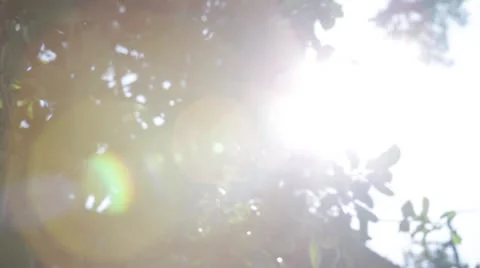 Trees 10 series Stock Footage 26659040