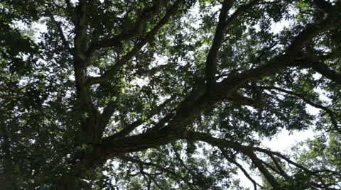 Trees 11 Stock Footage 26659794