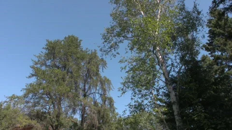 Trees 2 Stock Footage 506463