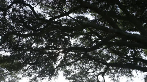 Trees 2 Stock Footage 26649331