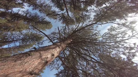 Trees 2 Video stock 85448490