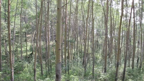 Trees 2 Stock Footage 87019615