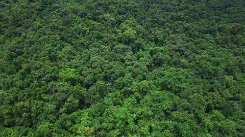 Trees 2 Stock Footage 91251705