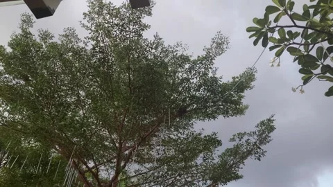 Trees (2) Stock-Footage 276279770