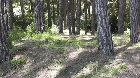 Trees 2 - HD1080 Stock-Footage 11146718