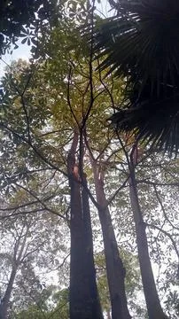 Trees 2 Stock Photos