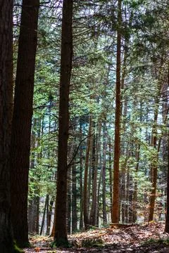 Trees 3 Stock Photos