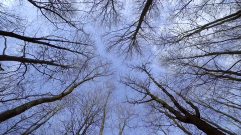 Trees 360rotation Stock Footage 132143874