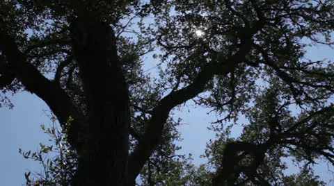 Trees 4 Stock Footage 26651738