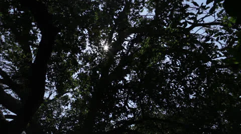 Trees 5 Stock Footage 26652714