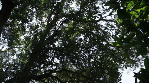 Trees 6 Stock Footage 26654113