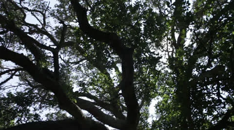 Trees 7 Stock Footage 26655064