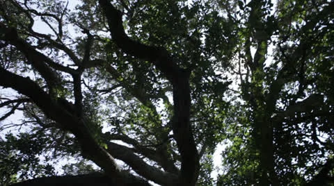 Trees 8 -ext Stock Footage 26656688