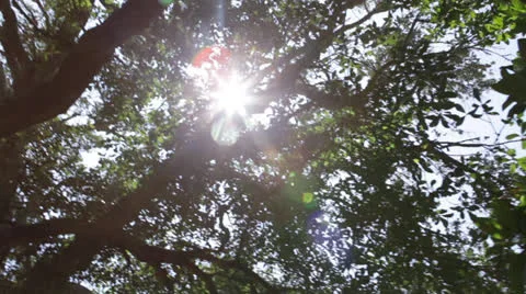 Trees 9 Video stock 26657889