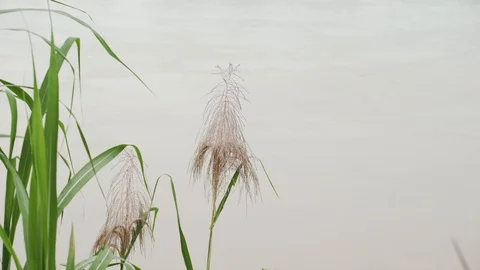 Trees 9 Stock Footage 128574703