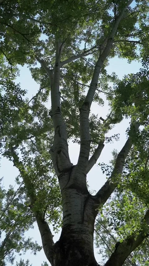 Trees 9:16 Stock Footage 192429156