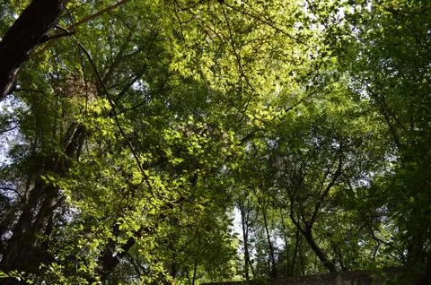 Trees Above #1 Stock-Fotos