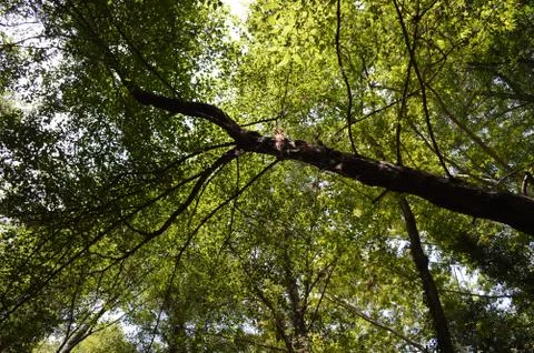 Trees Above #2 Stock-Fotos