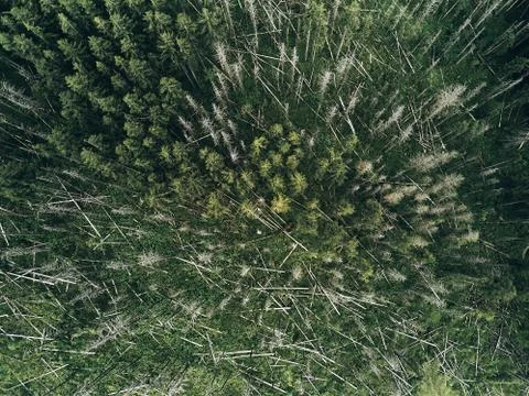 Trees from above, aerial view flying with drone Stock Photos