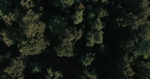 Trees from above Video stock 68284445