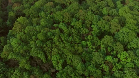 Trees from above Video stock 89589075
