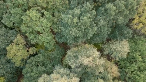 Trees from above Stock Footage 93398758