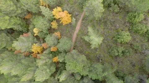 Trees from above 스톡 동영상 106084144