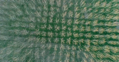 Trees from above Stock Footage 125253521