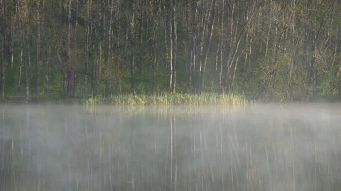 Trees above the lake Stock Footage 75463896