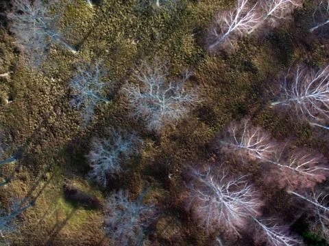 Trees from above Stock Photos