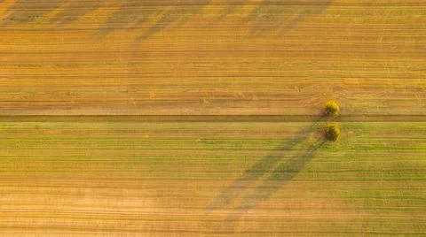 Trees from above Foto stock