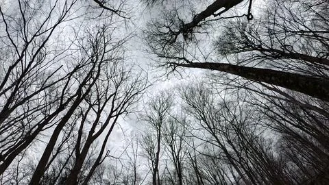 The Trees Above Фото