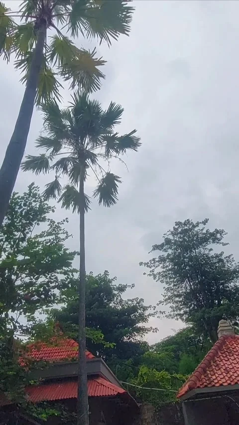 Trees above the Roofs, Vertical Stock-Footage 296686188