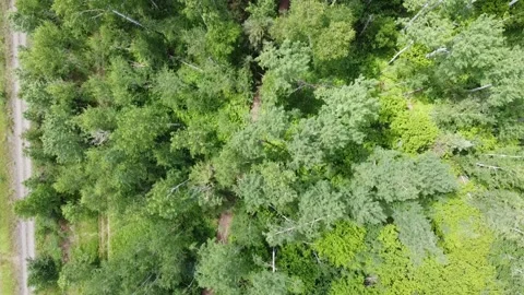 Trees From Above with Trail Stock Footage 155697387