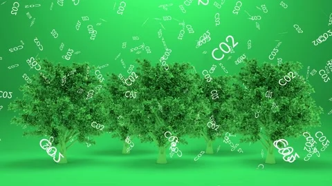 Trees absorbs co2 or Trees absorb carbon dioxide Stock Footage 116298249