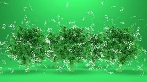 Trees absorbs co2 or Trees absorb carbon dioxide Stock Illustration