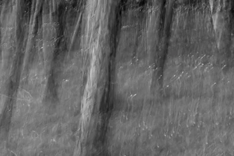 Trees abstract Foto stock