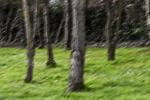 A trees abstracted ICM Stock Photos