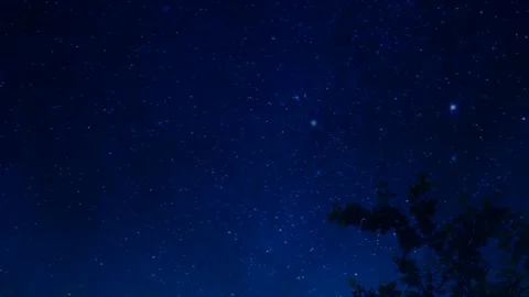 Trees accompanied by a beautiful night sky Stock Footage 244417957