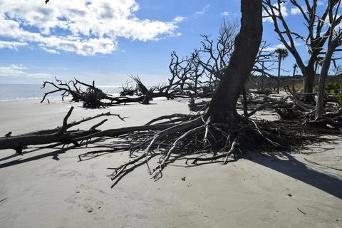 Trees across the sand Stock Photos