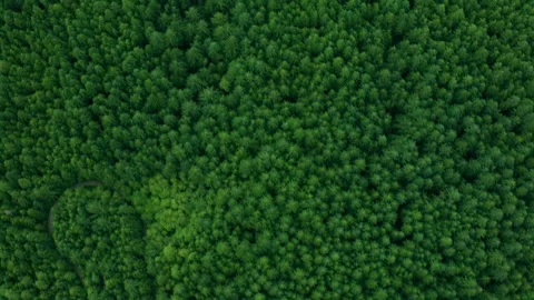 Trees aerial 4K 動画素材 251670882