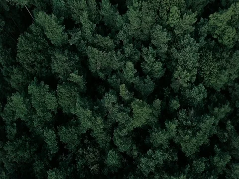 Trees Aerial Stock Footage