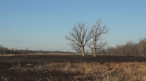Trees after fire Stock Footage 49645732