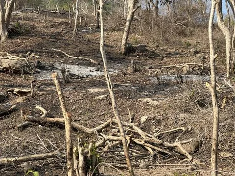 Trees after fire incident Stock Photos
