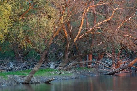 Trees after the flood in evening light. 写真素材