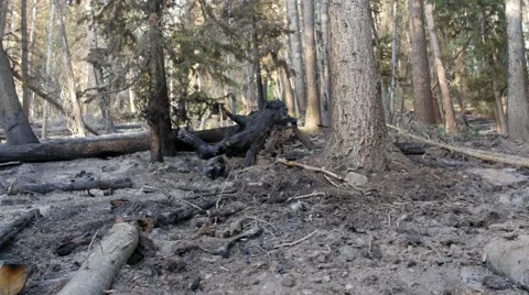 Trees after a forest fire Stock Footage 52051184